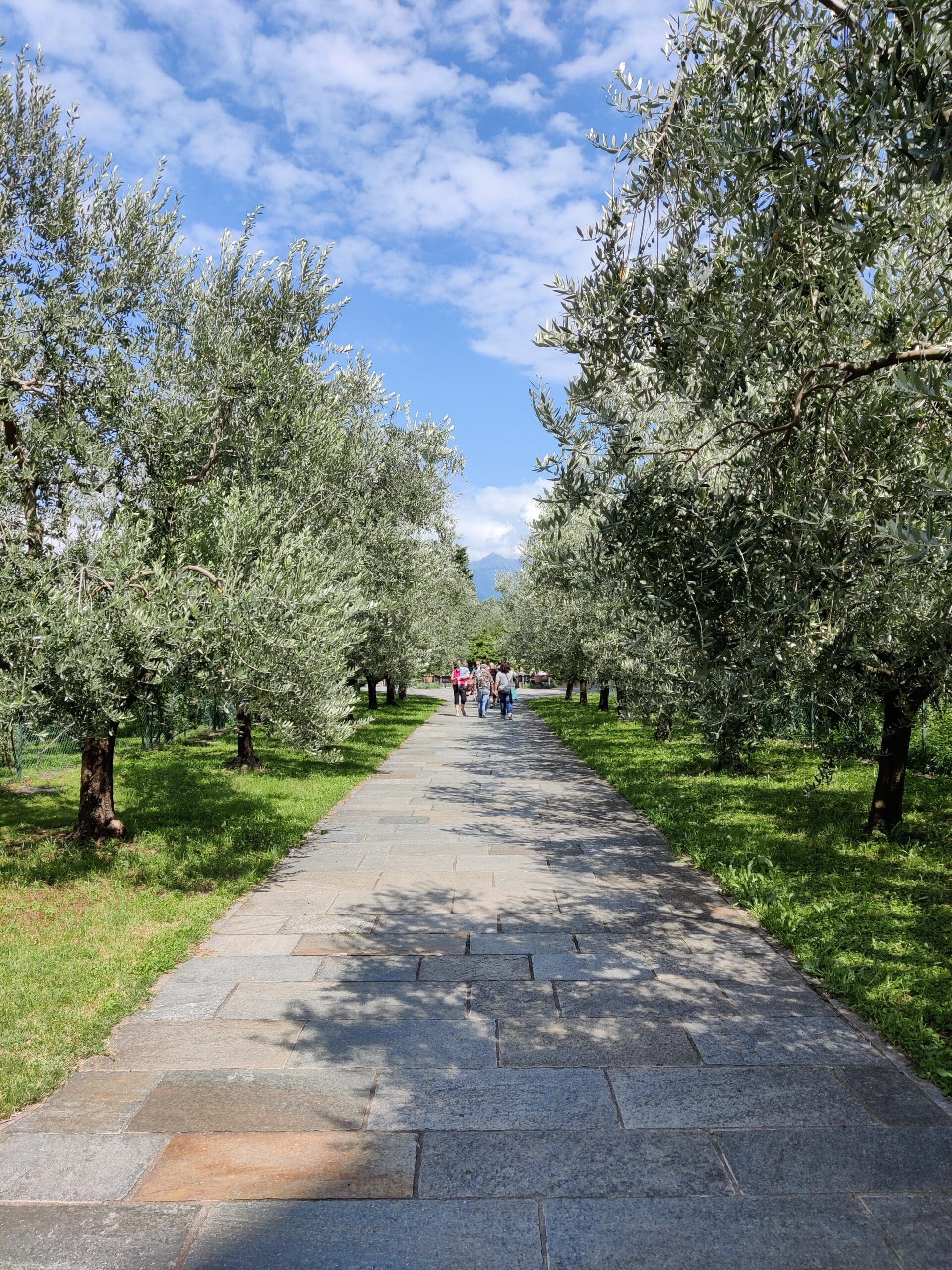 Piona olive gardens